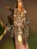 Pisaura mirabilis